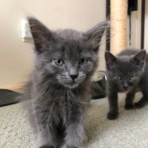 💕😸 Pet Friendly Home 💕😸